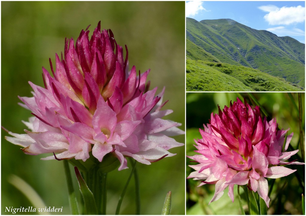 Monti della Laga, N.widderi, P.albida var. tricuspis e altre orchidee 27 giugno 2015